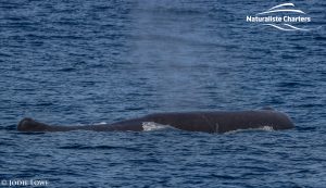 sperm whales