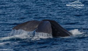 sperm whale tail