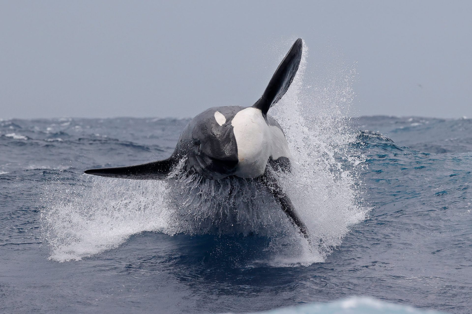 orca breach whale watching