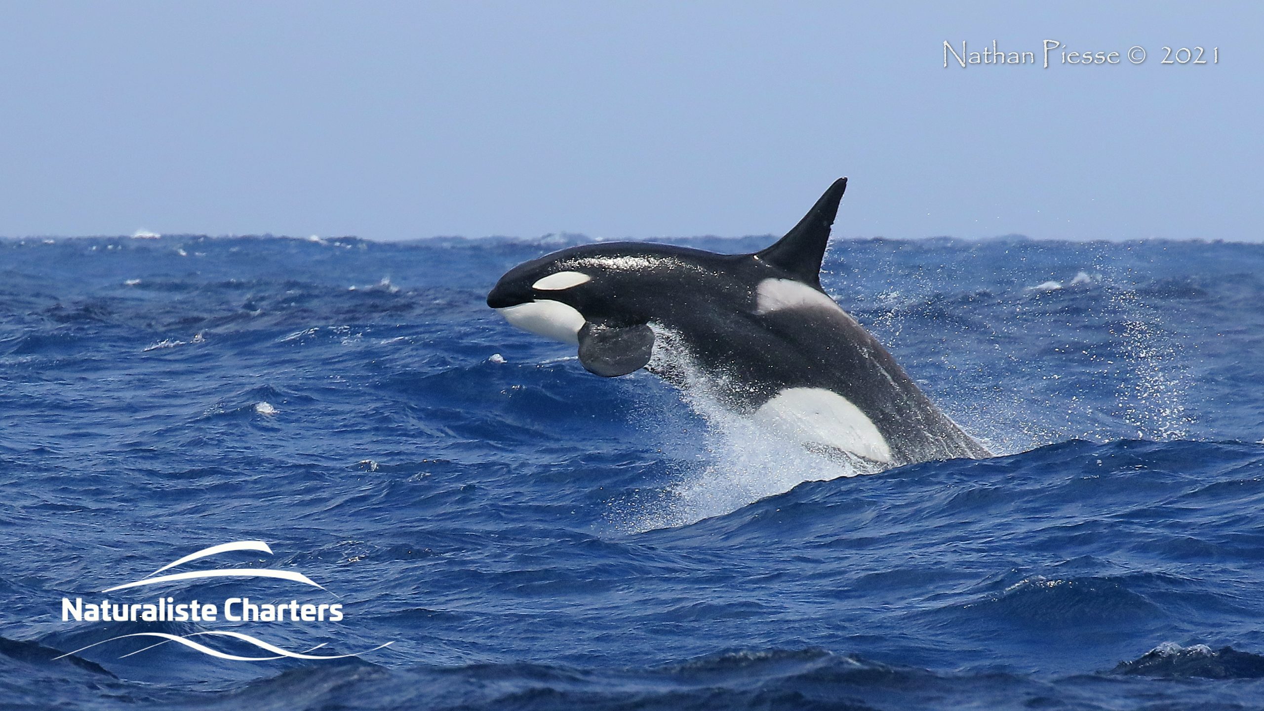 orca breach whale watching