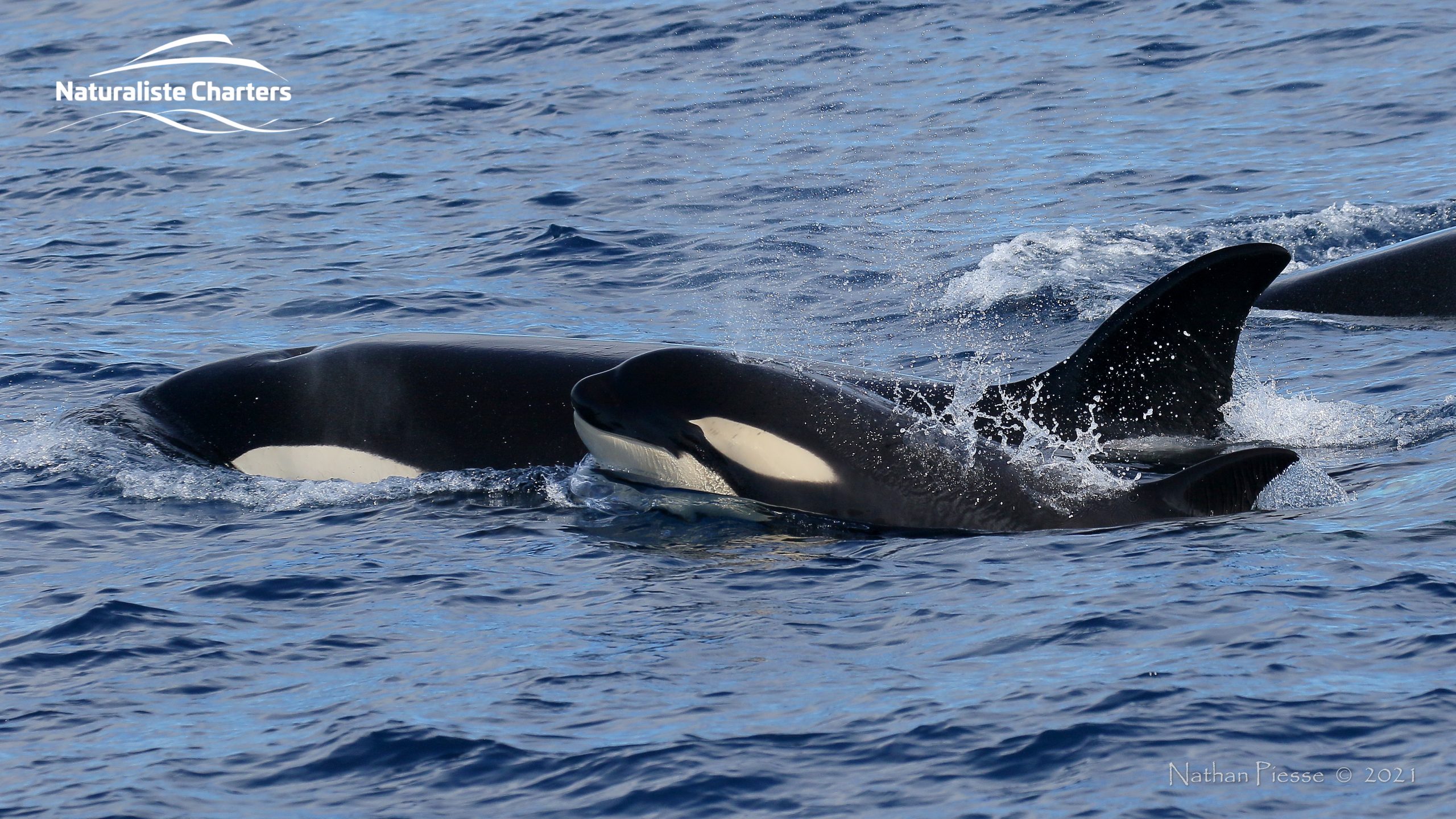 orca - killer whale