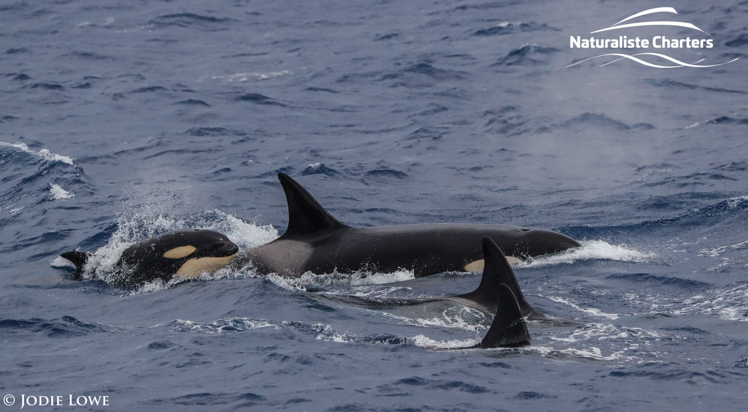 killer whales expedition 