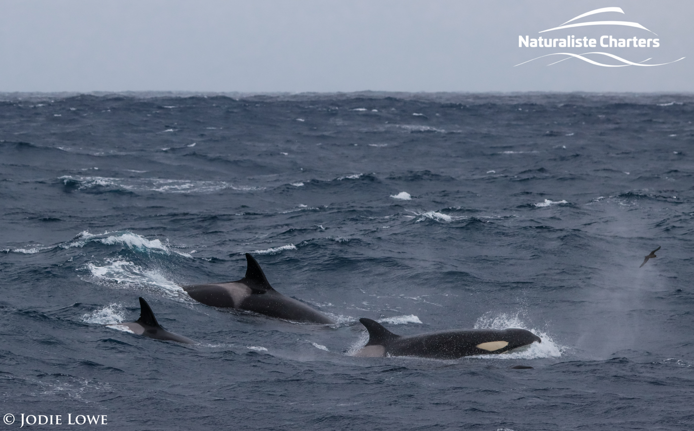 orca whale watching WA australia