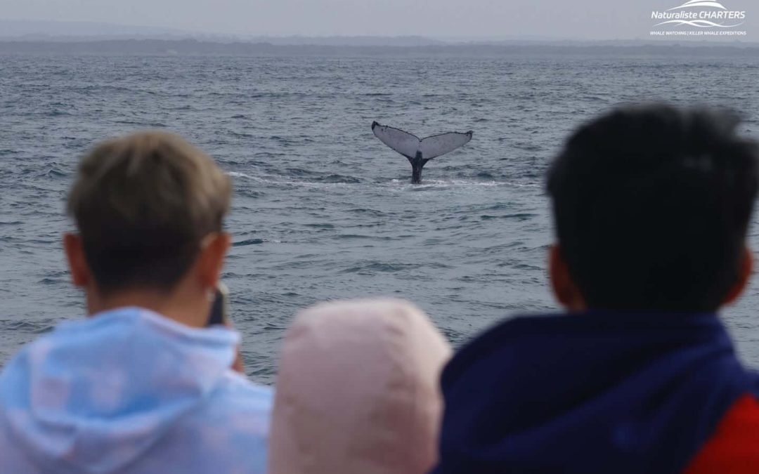 GO WHALE WATCHING IN AUGUSTA