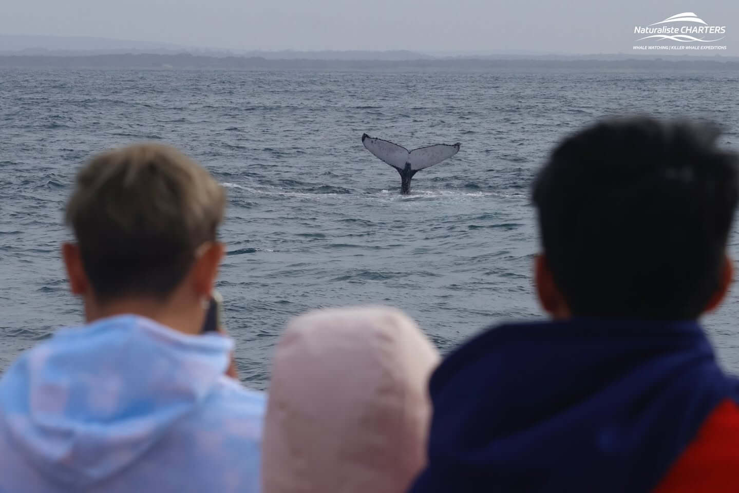 Join a whale tour in Augusta