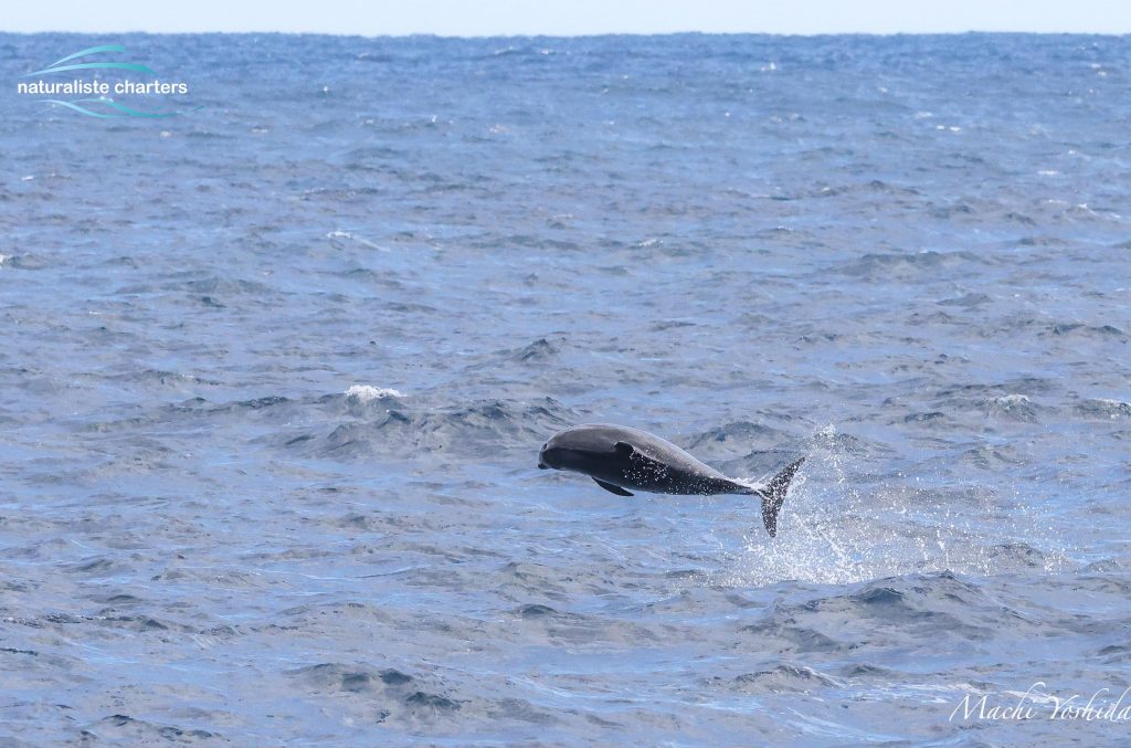 dolphin playing