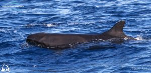 whales bremer bay