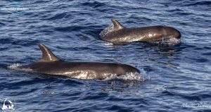 false whales