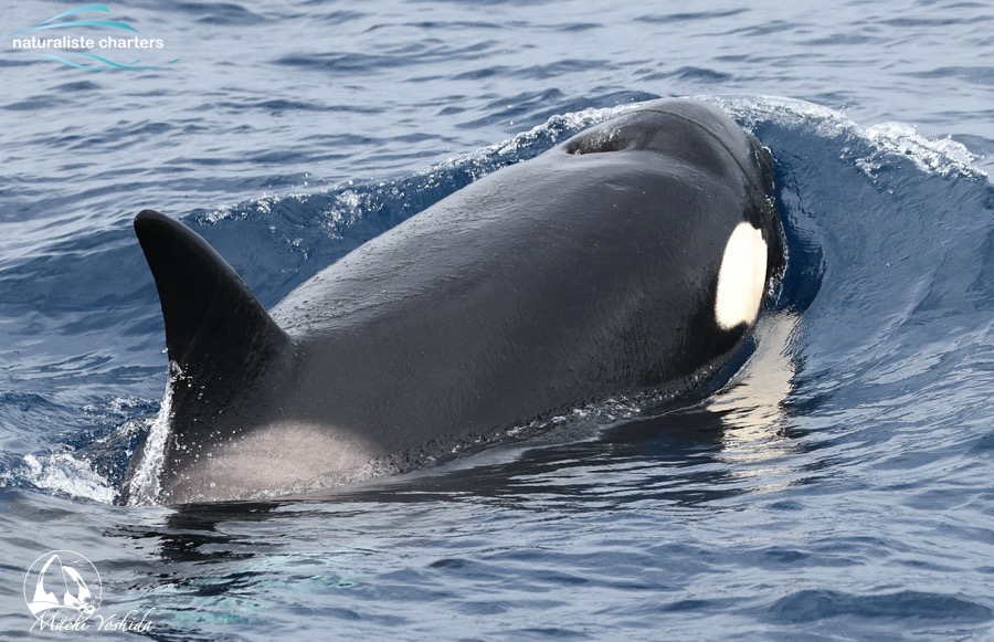 fanscar orca