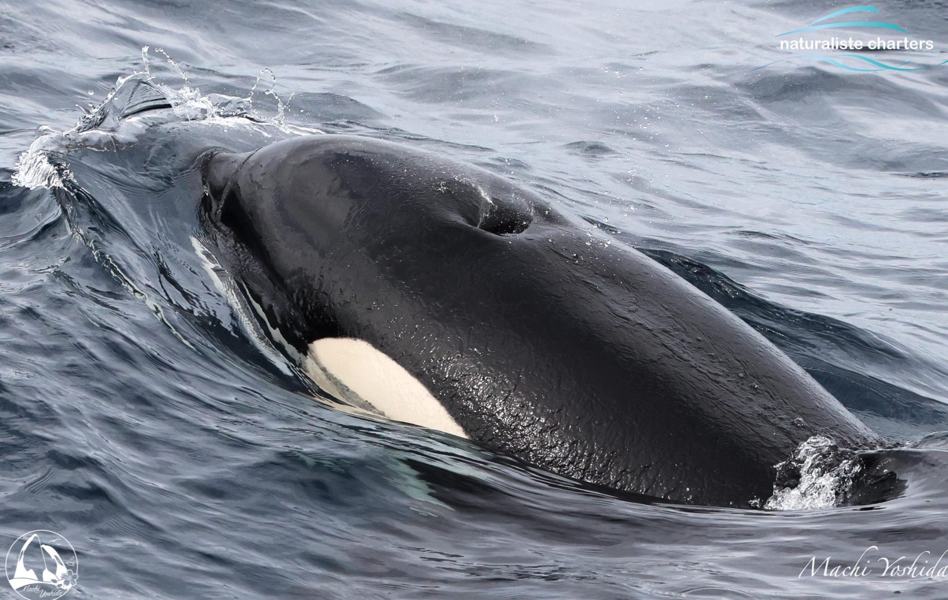 orca surfacing