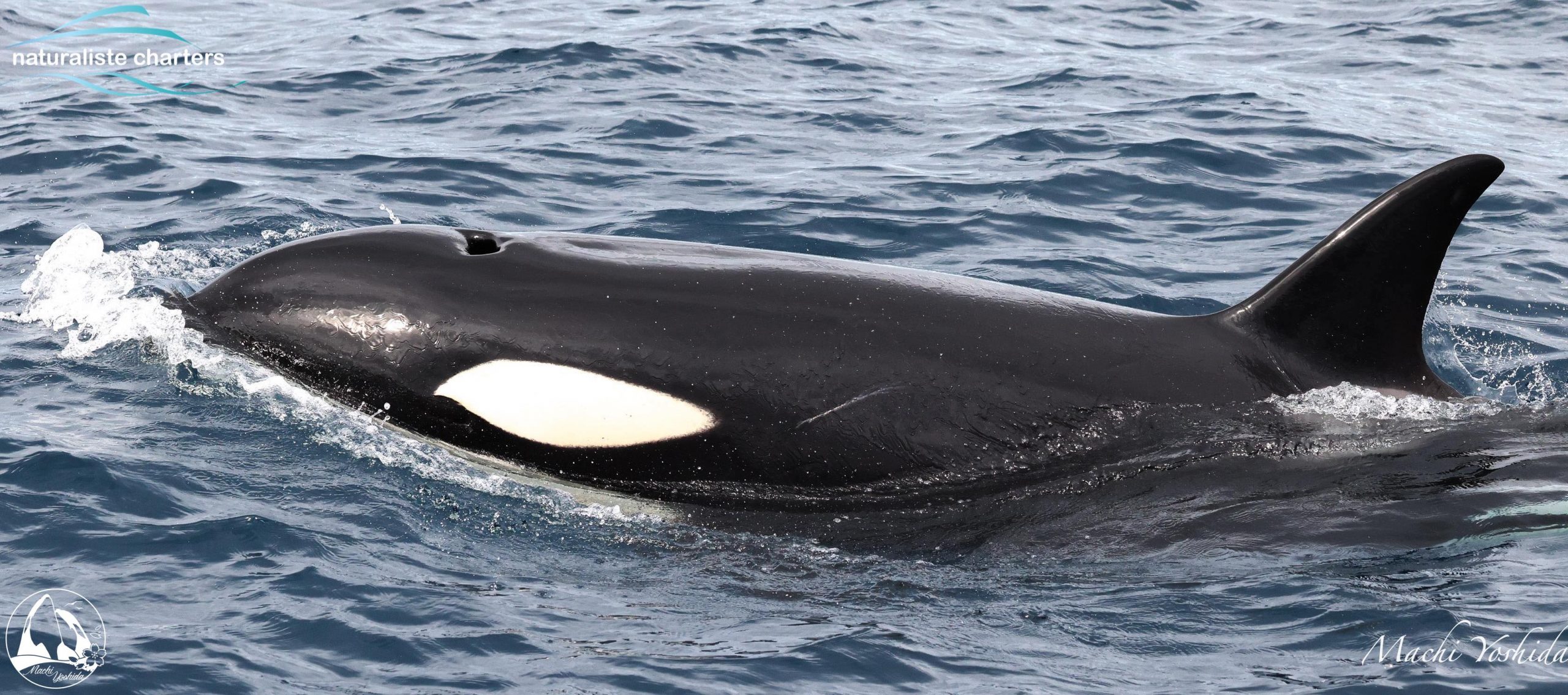 killer whale calf