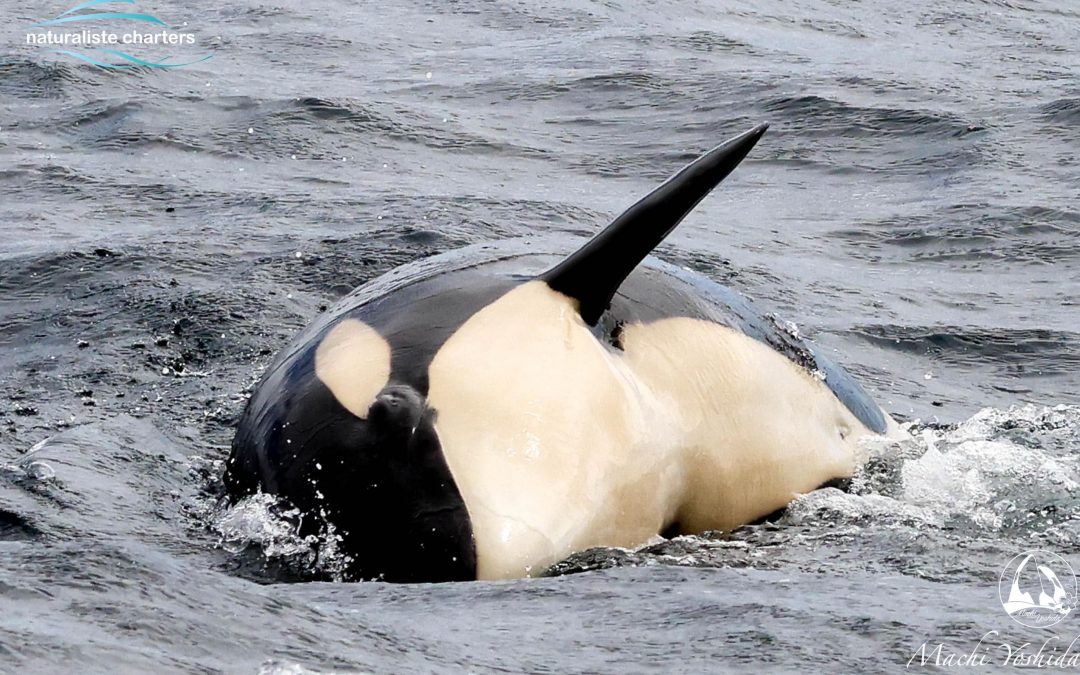 The Life of an Orca: The killer Whale – Everything from Birth to Adulthood.