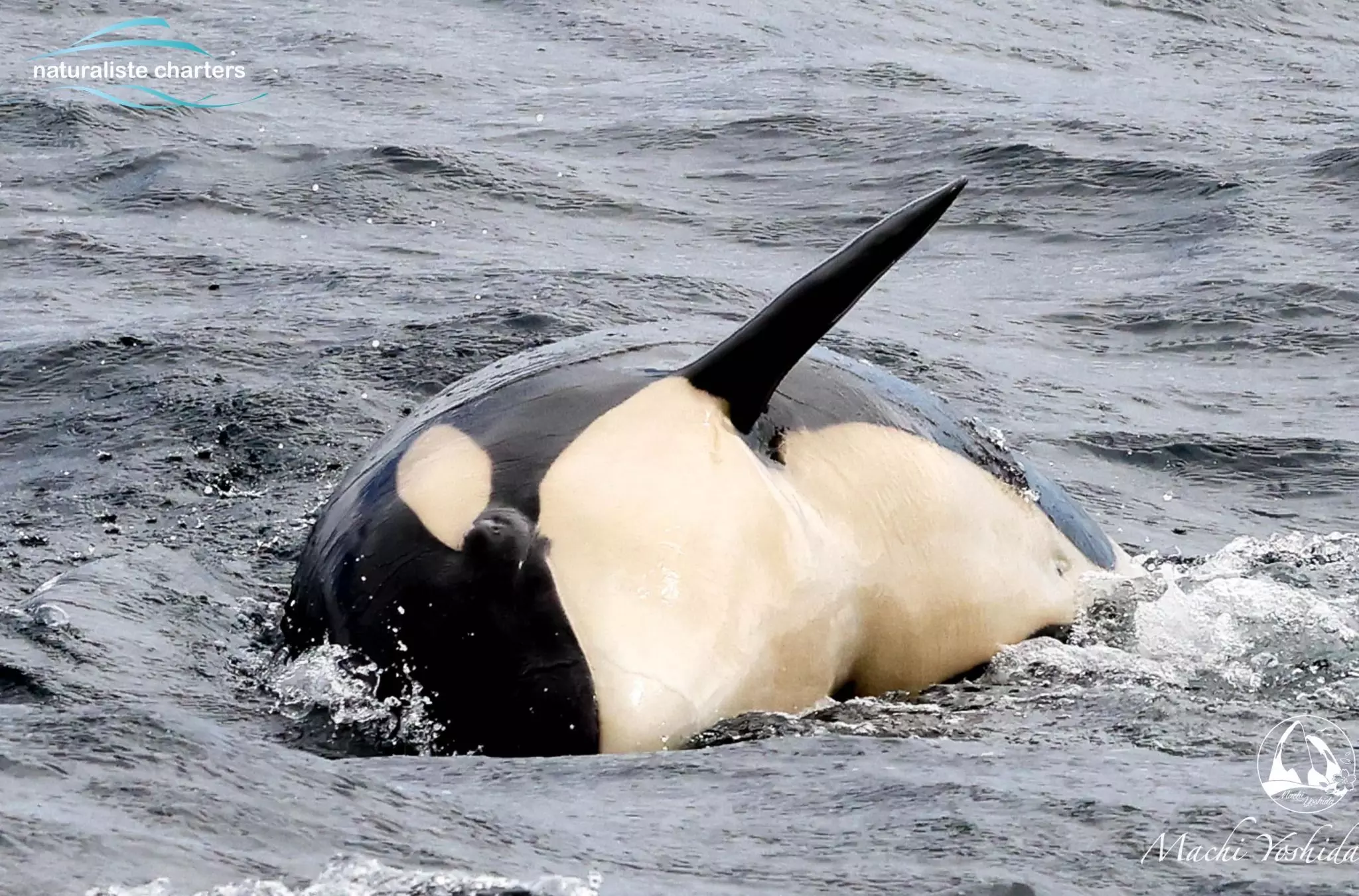 The Life of an Orca: The Killer Whale - From Birth to Adulthood