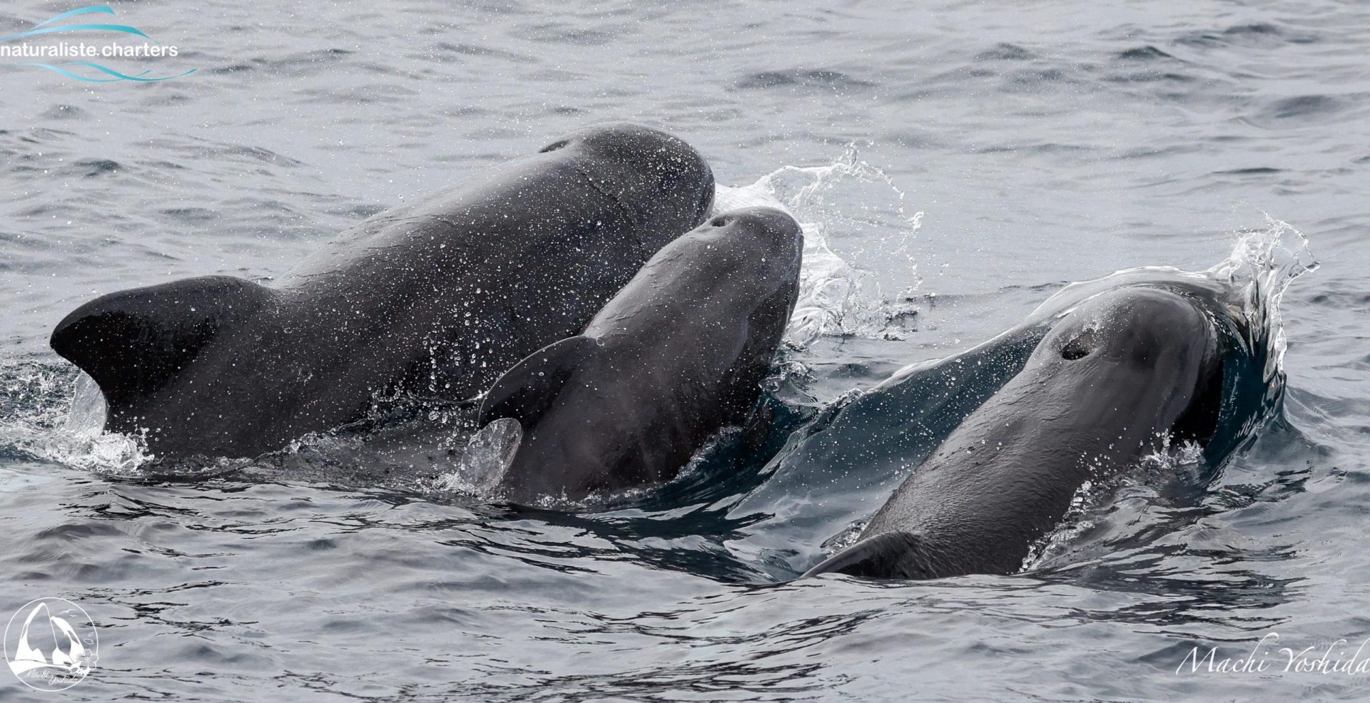 orca mother and new born