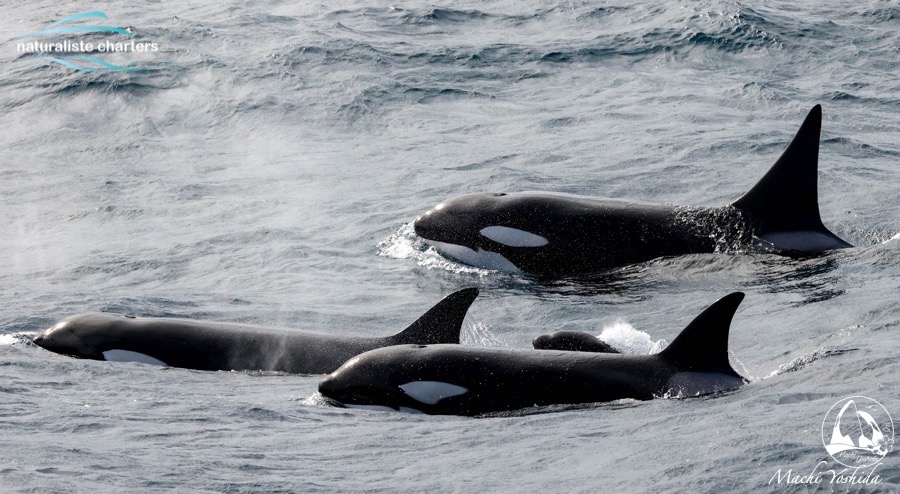 slater nani neo orcas