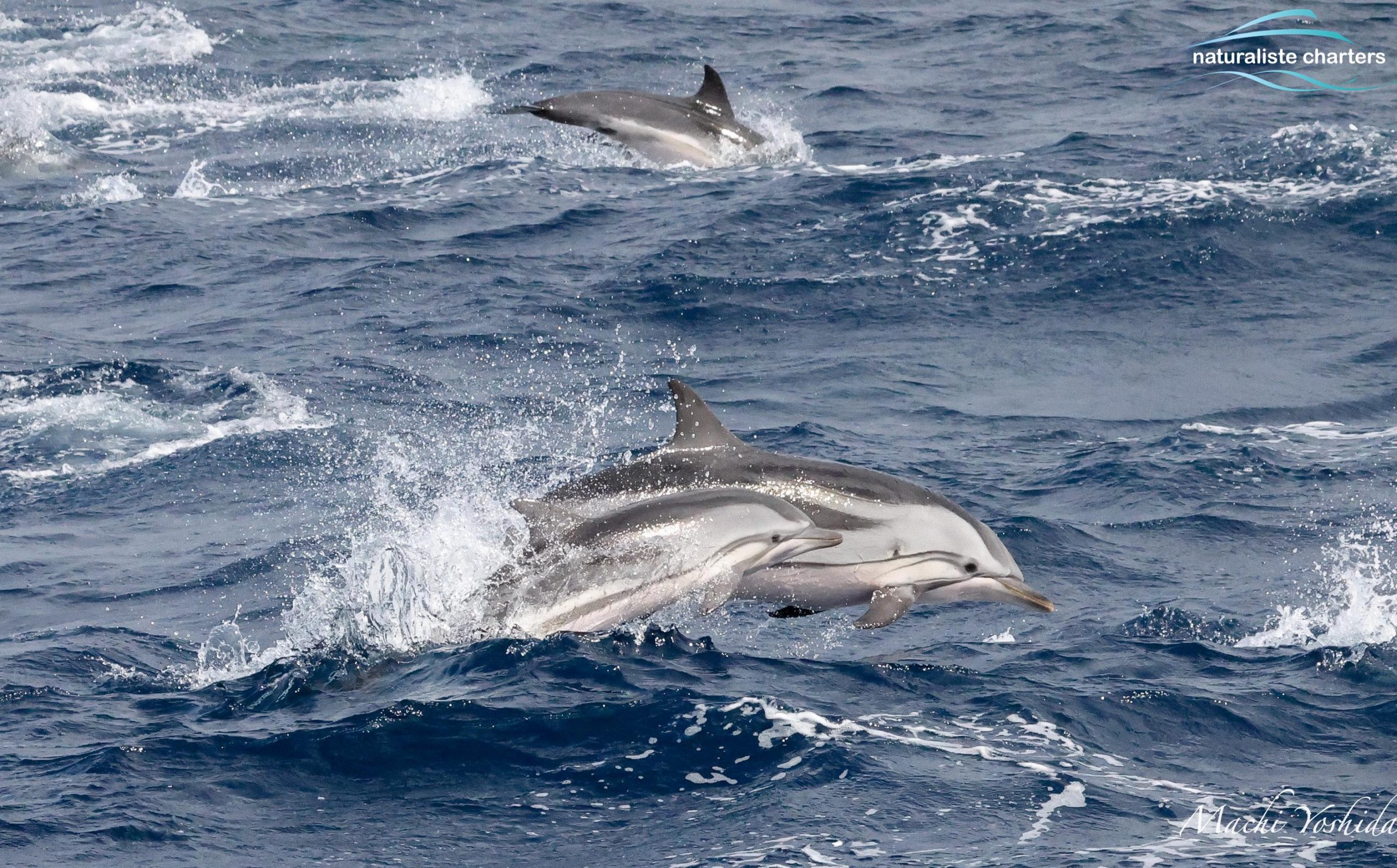striped dolphin calf