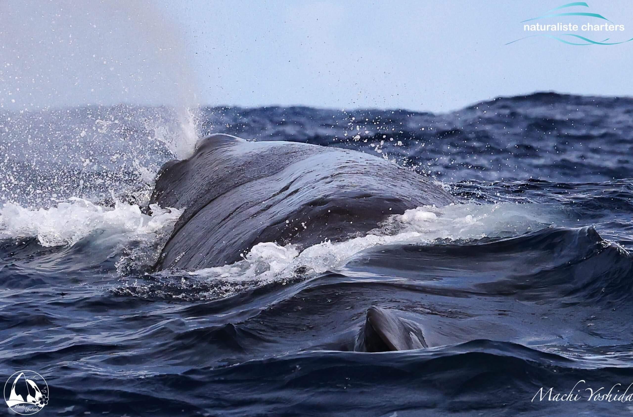 Whale Blow Bremer Bay Scaled