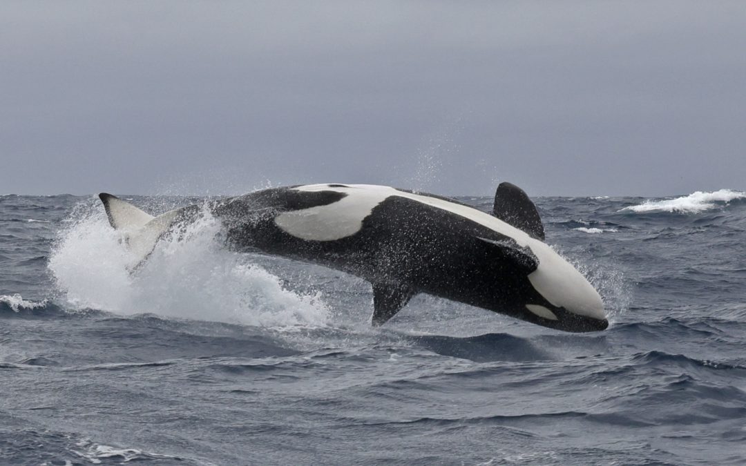 ORCA vs PILOT WHALES!