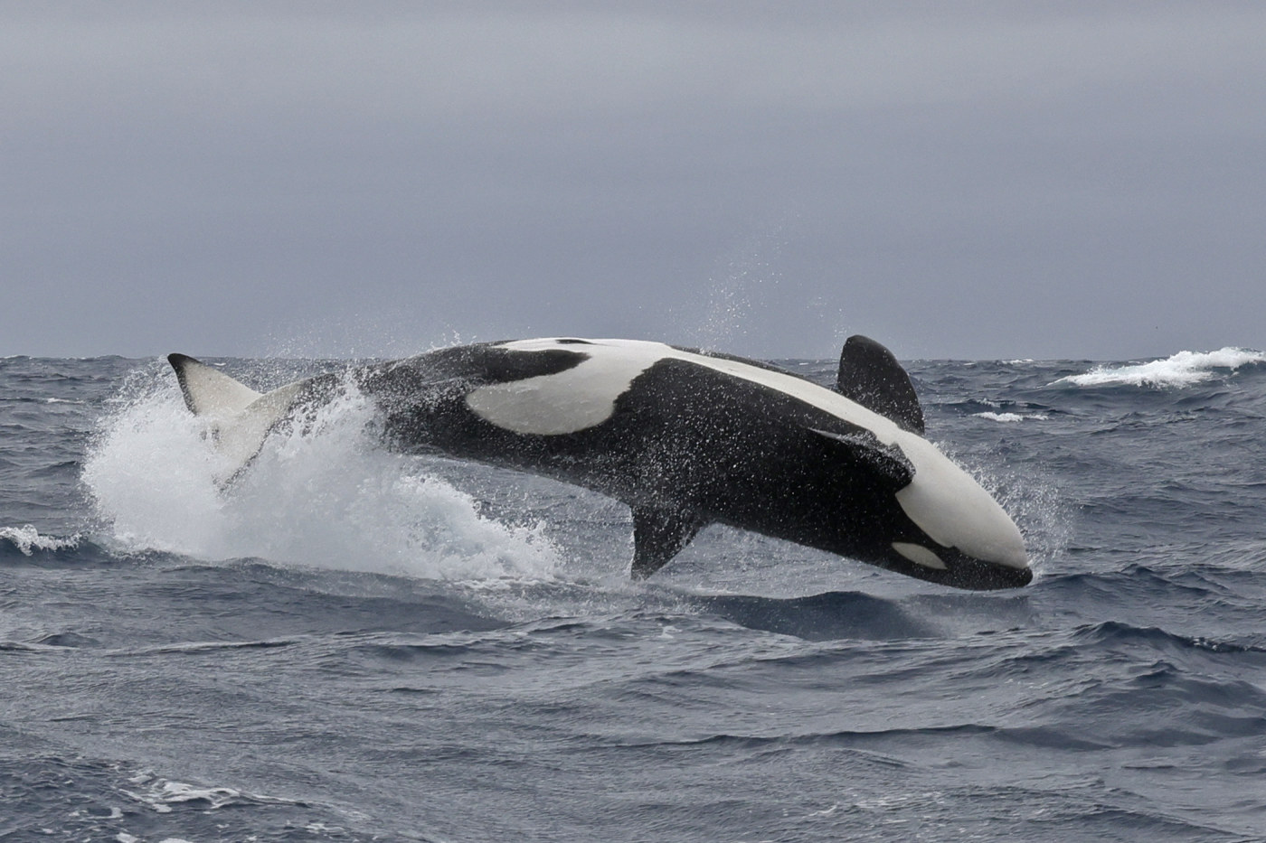 orca breach bremer bay