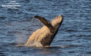 humpback whale