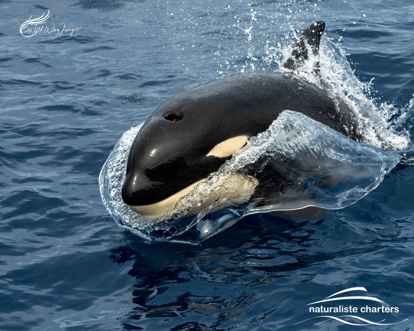 orca surfacing bremer bay