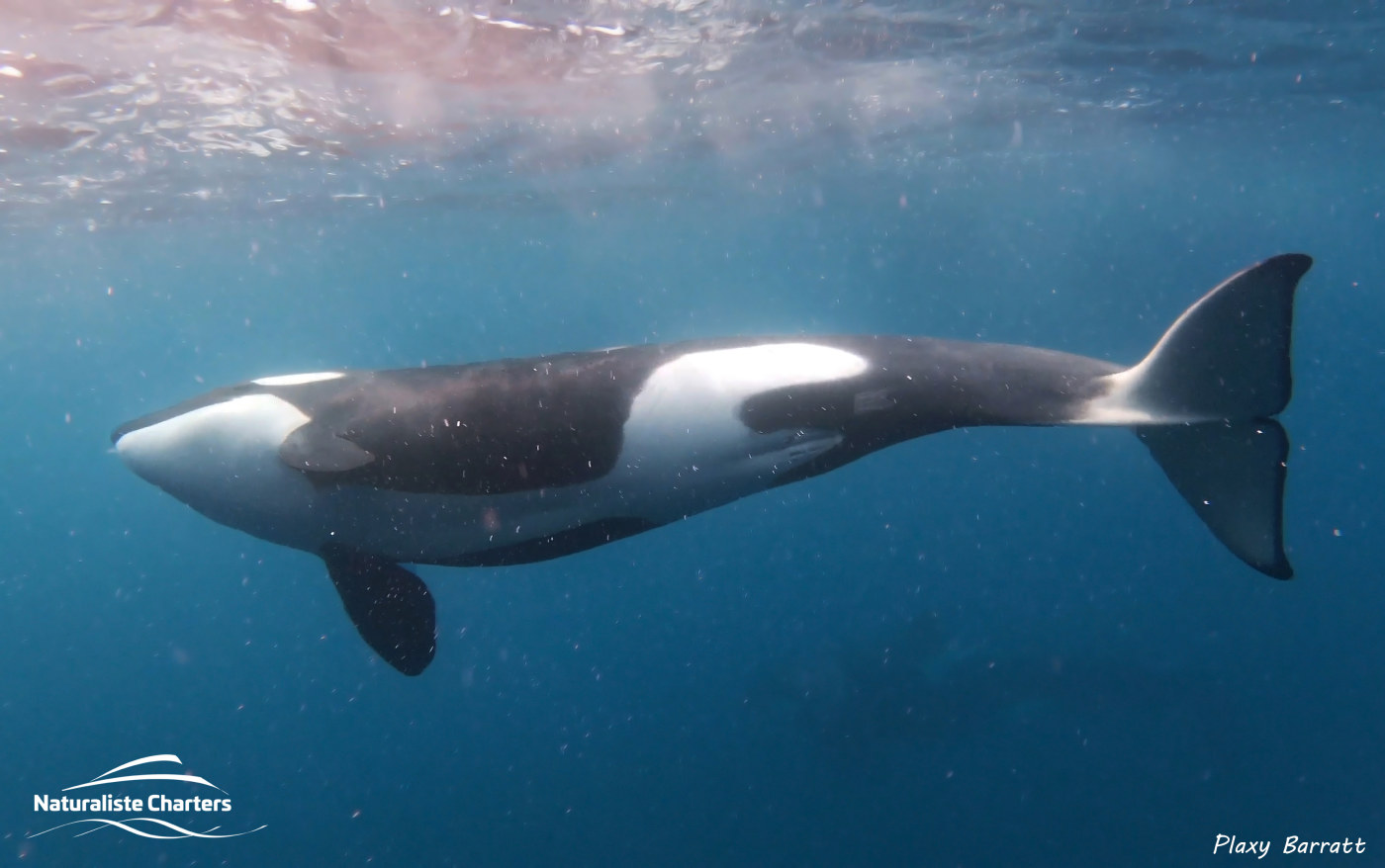 orca whale under water