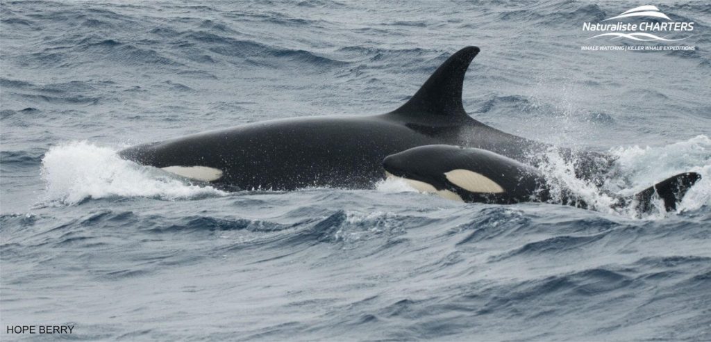 The Life of an Orca: The killer Whale newborn calf