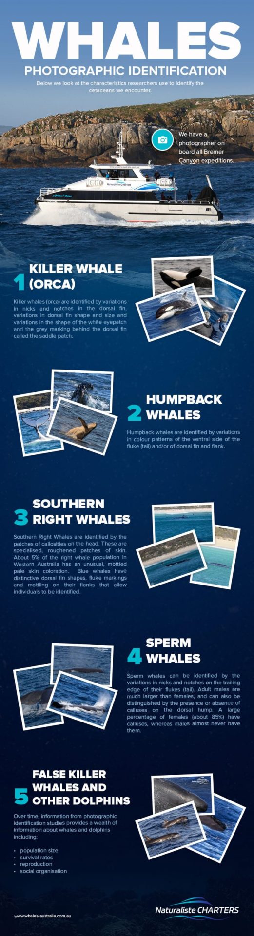 NC Whales Photographic Identification Infographic Scaled