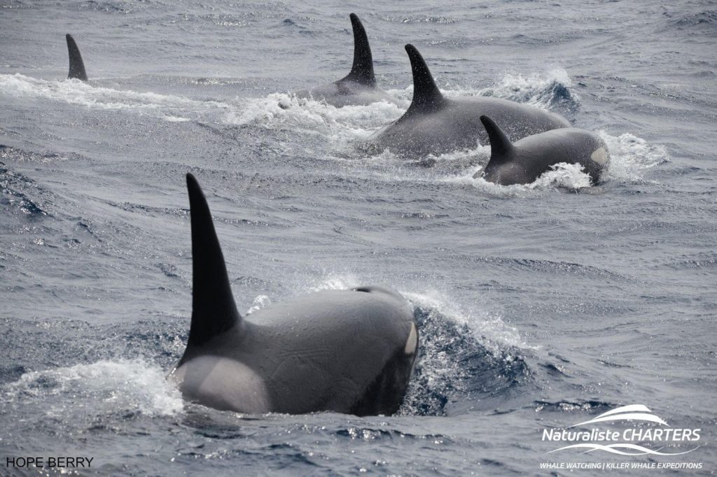 The Life of an Orca: The killer Whale - family pod