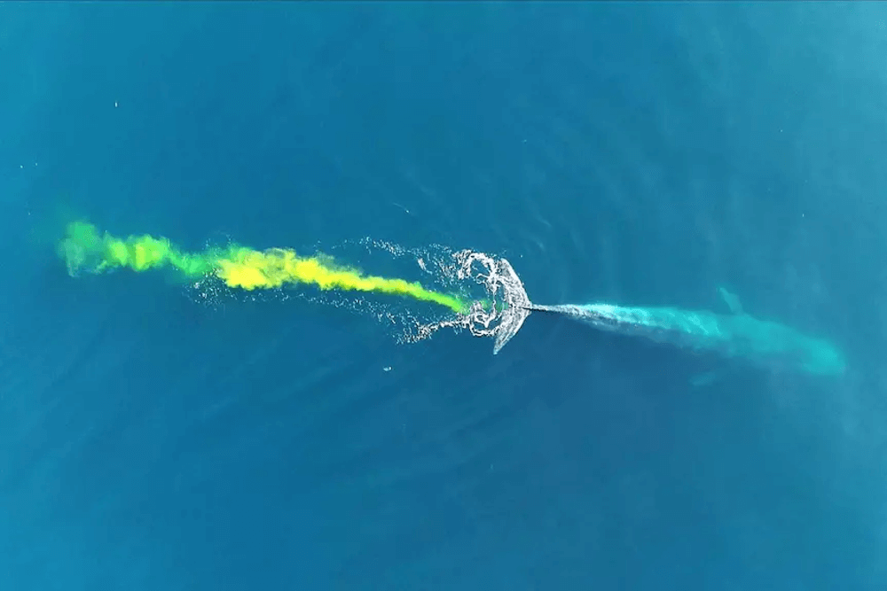 Blue whale poo