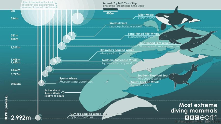 How dense are the bones of blue whales compared to those of other whale  species? - Quora