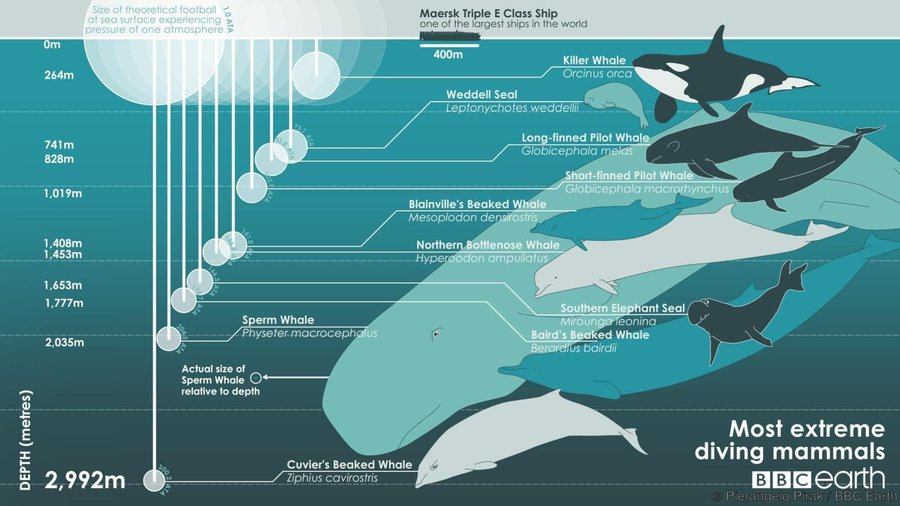 How Deep can Whales Dive? - Naturaliste Charters