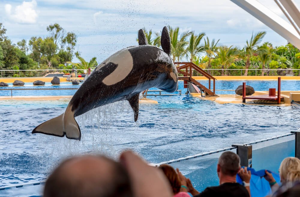 Killer Whale In Captivity