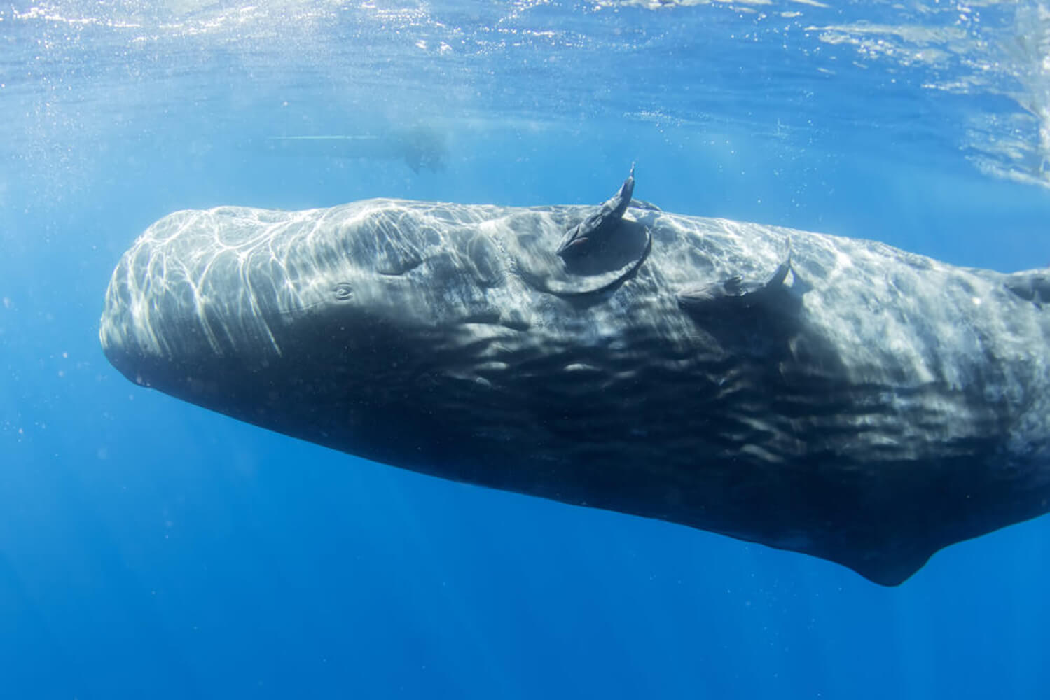 whale migration