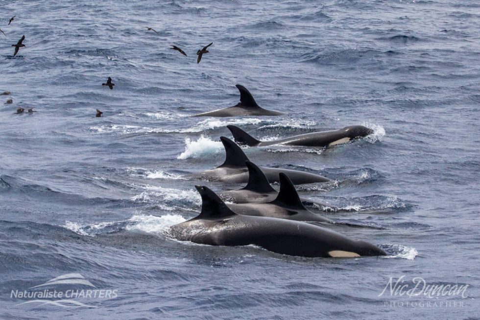 Delve Deeper into Why Whales Migrate | Naturaliste Charters