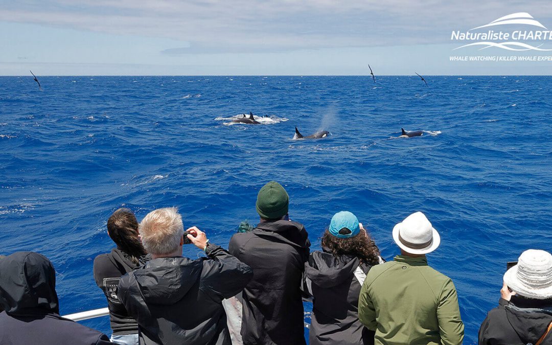 Plan a Whale Watching Experience with Naturaliste Charters