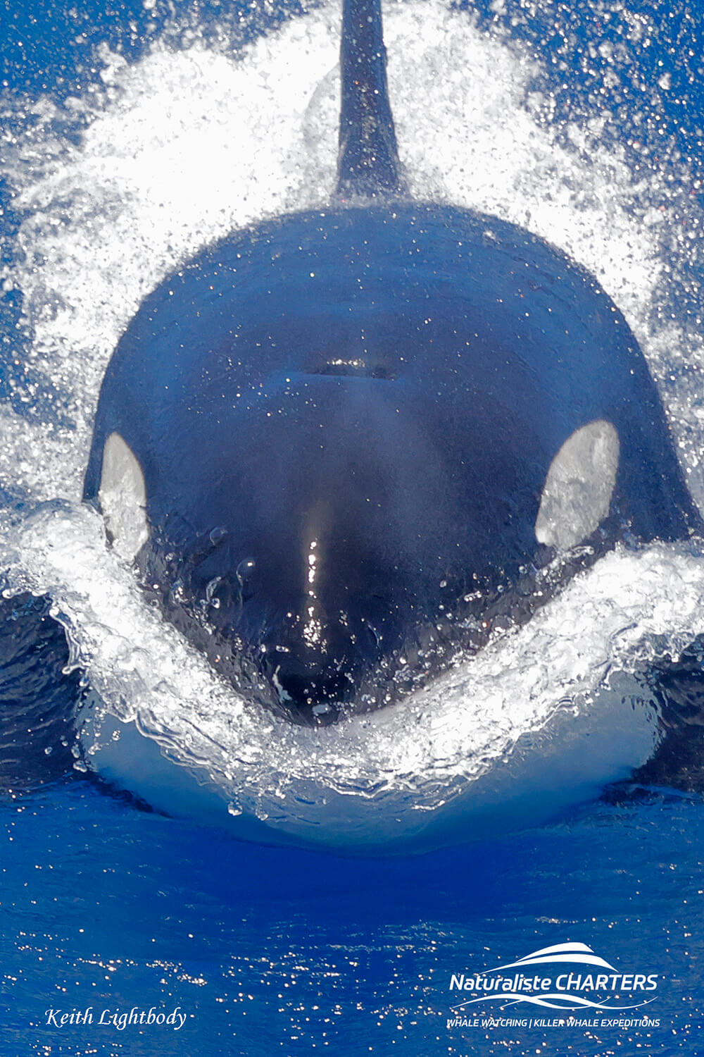 bremer bay killer whale