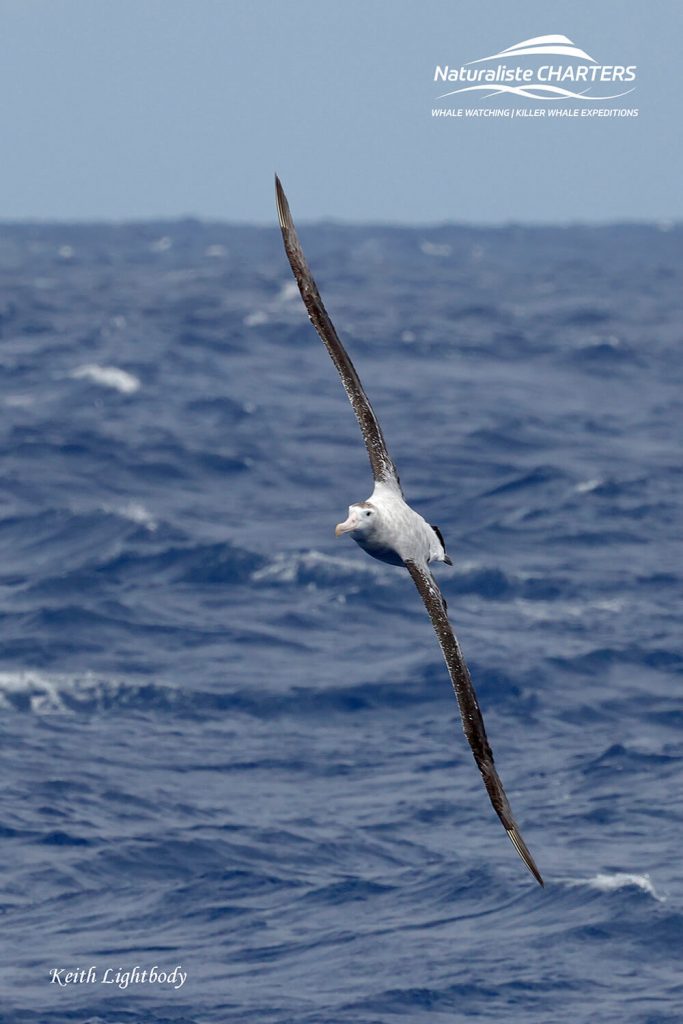 pelagic bird 