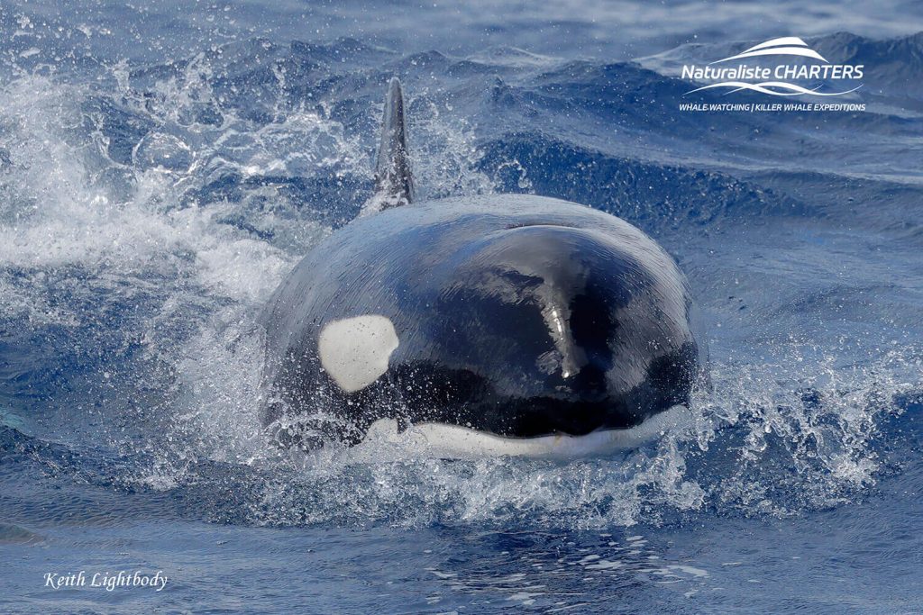 bremer canyon orca