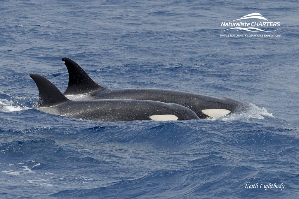 two orca Bremer Bay