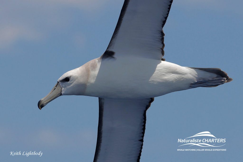 Bremer Canyon Albatross