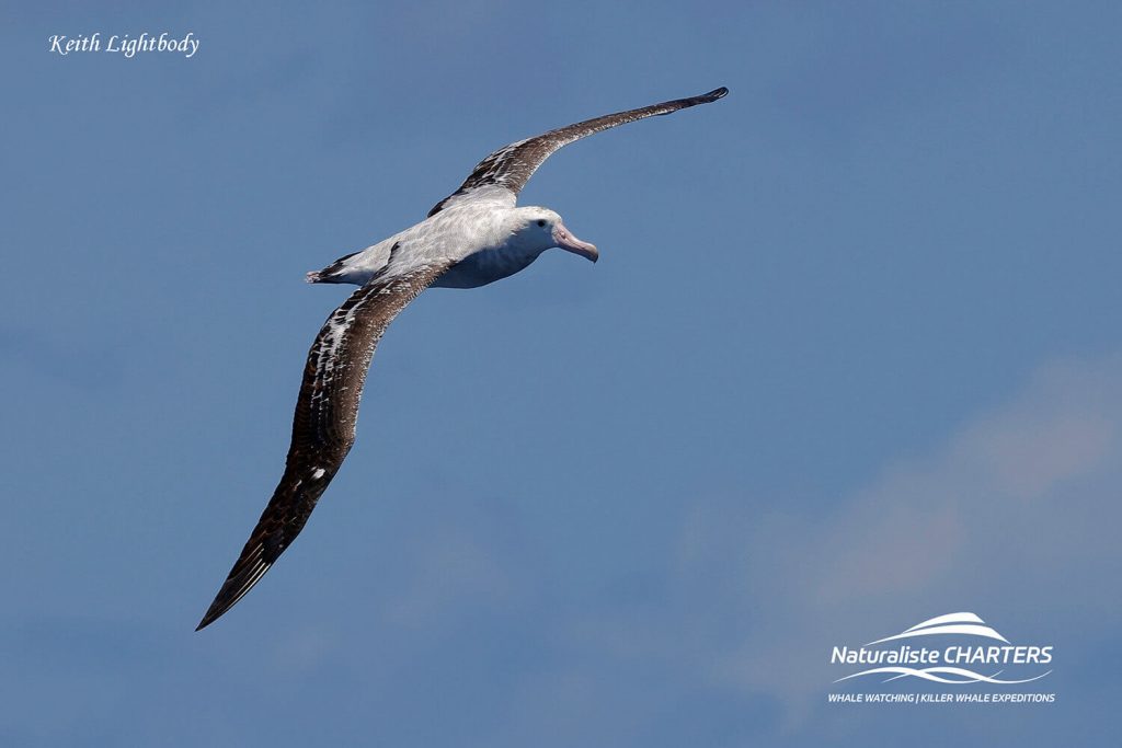 3x2wandering AlbatrossKEITH5695fb 1024x683