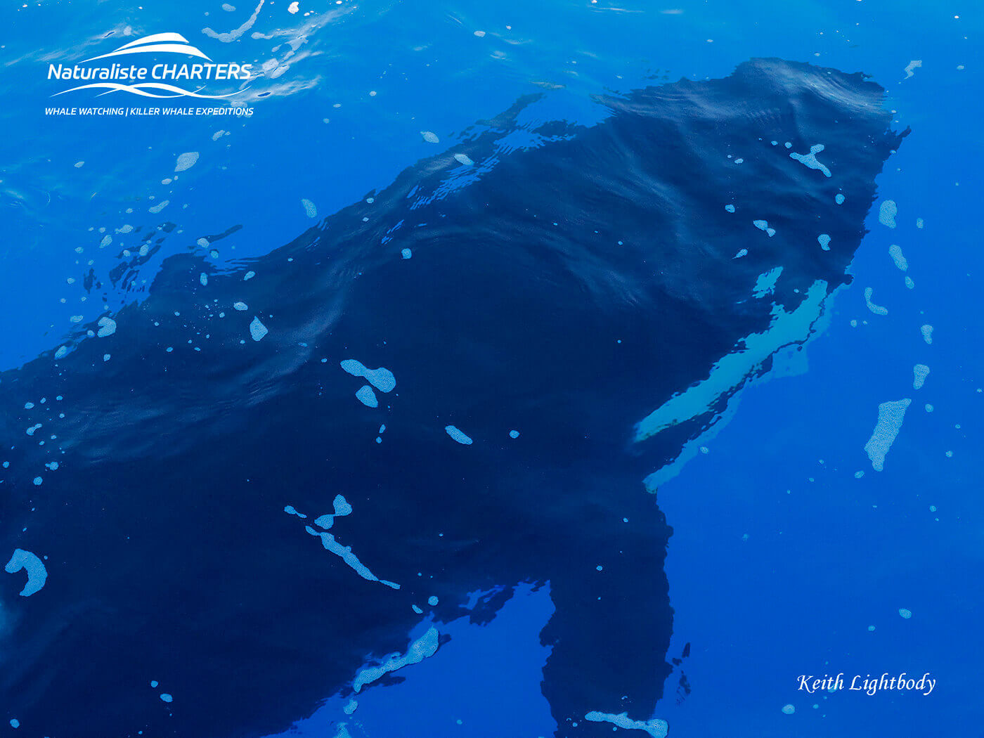 underwater orca bremer bay
