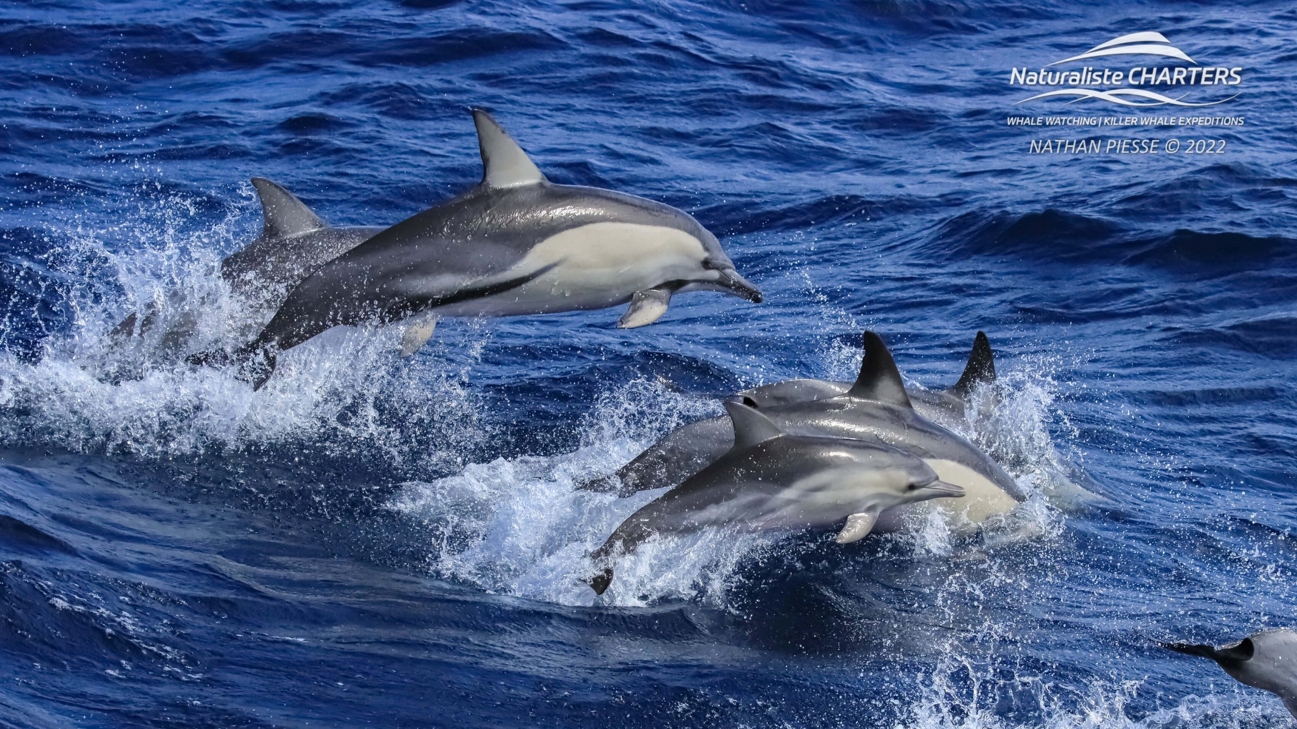 Bremer Dolphins