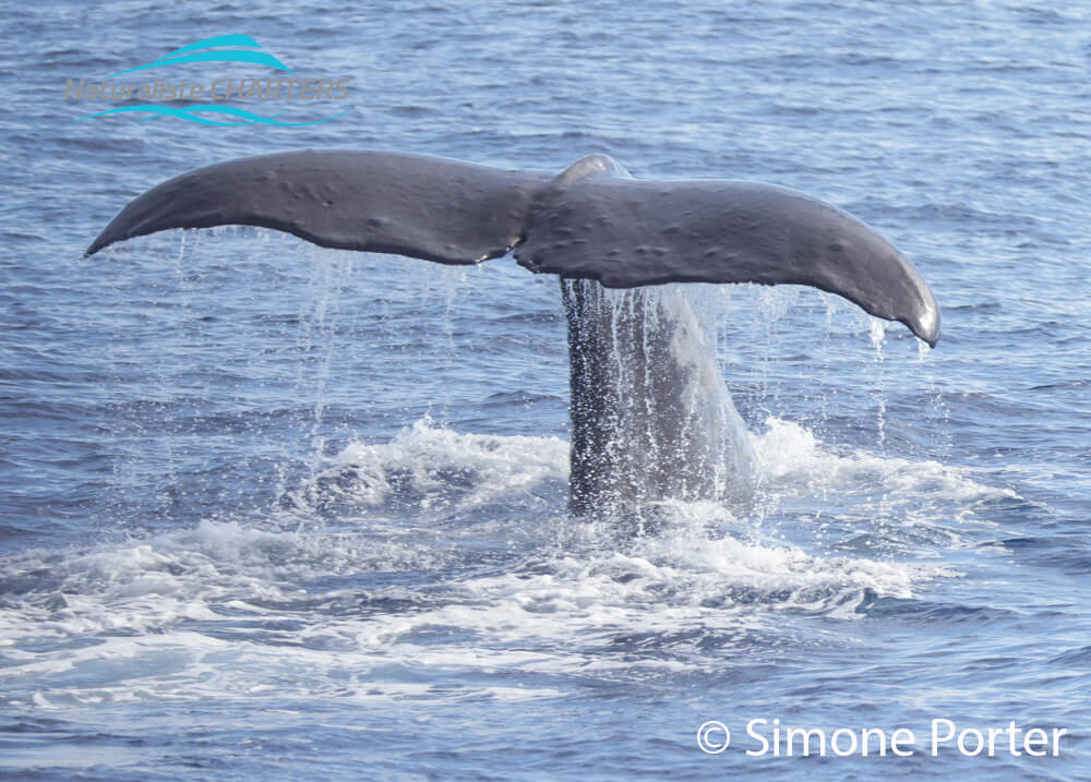 whale migration