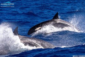 killer whale watching Bremer Bay