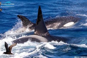 orca bremer bay expedition