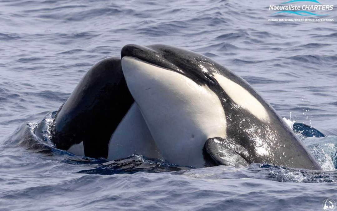 Are Killer Whales dangerous? Would they eat a Human?