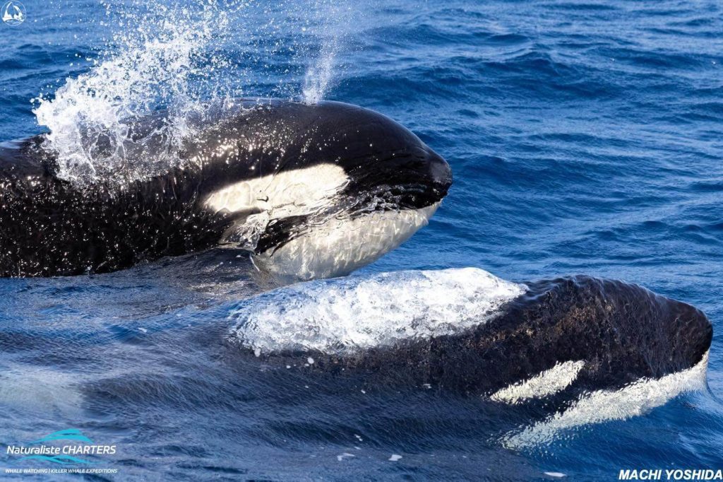 Bremer Bay Killer Whales