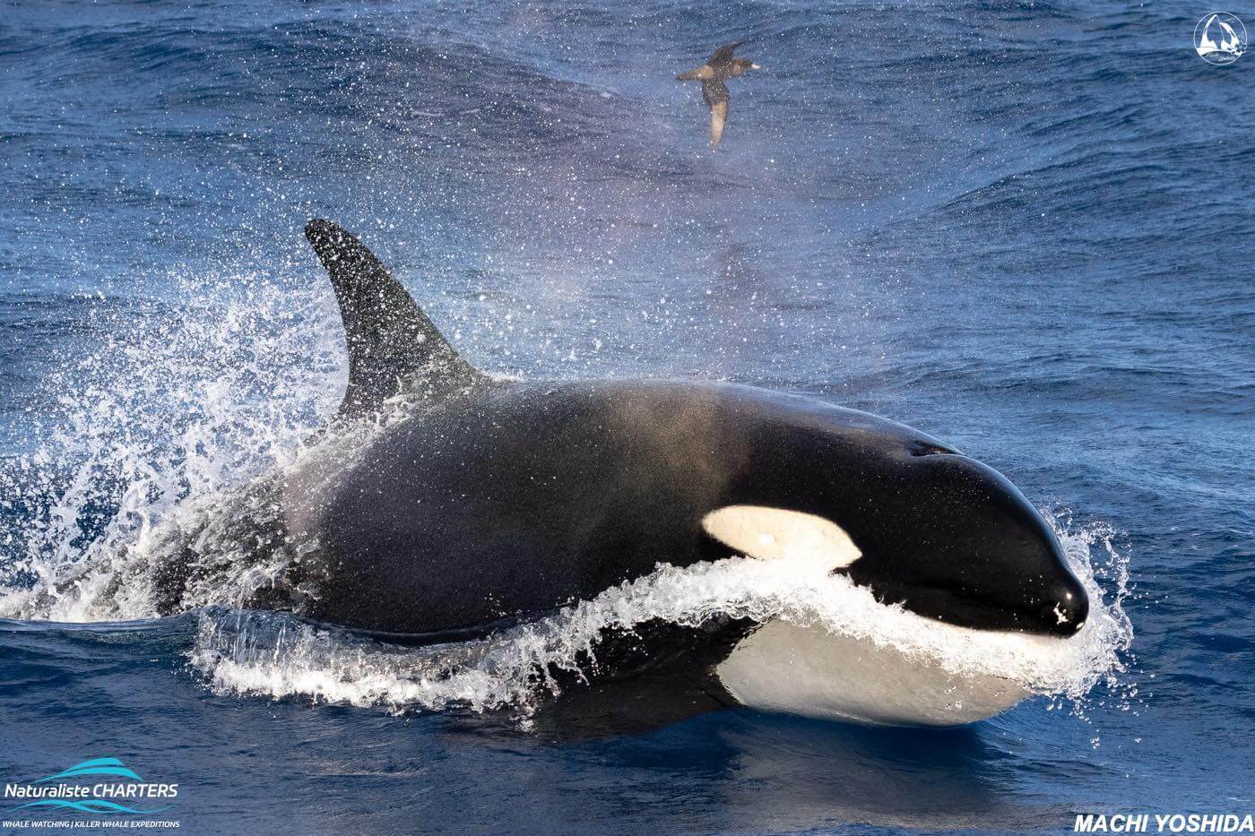 bremer bay orca